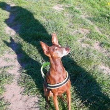 Das Bild zeigt den Hund eines unserer Kunden