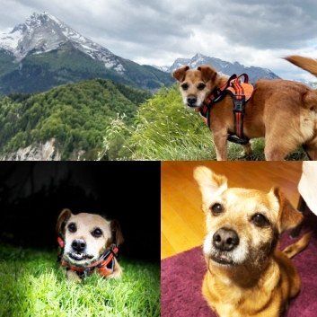 Das Bild zeigt den Hund eines unserer Kunden