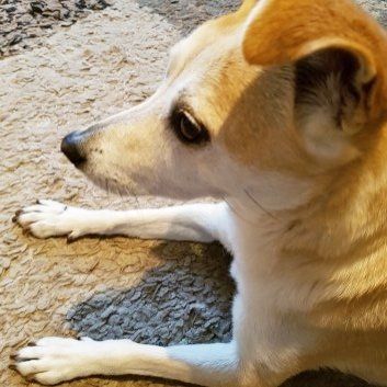 Das Bild zeigt den Hund eines unserer Kunden