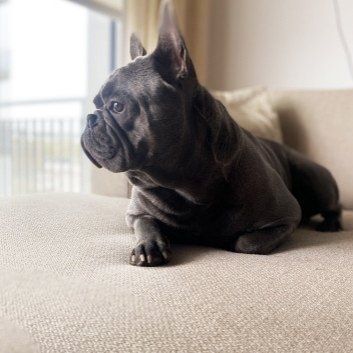 Das Bild zeigt den Hund eines unserer Kunden