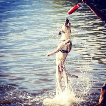 Das Bild zeigt den Hund eines unserer Kunden