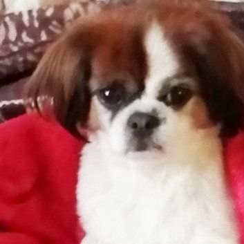 Das Bild zeigt den Hund eines unserer Kunden