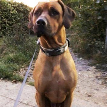 Das Bild zeigt den Hund eines unserer Kunden