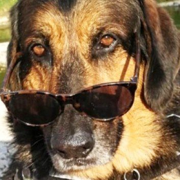 Das Bild zeigt den Hund eines unserer Kunden