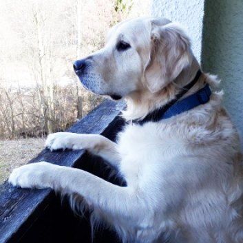 Das Bild zeigt den Hund eines unserer Kunden