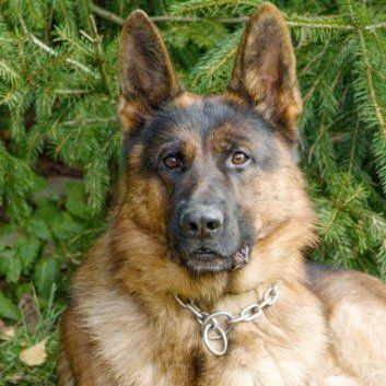 Das Bild zeigt den Hund eines unserer Kunden