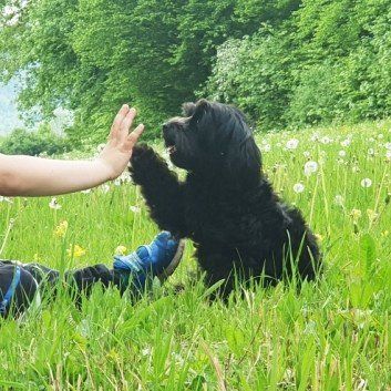 Das Bild zeigt den Hund eines unserer Kunden