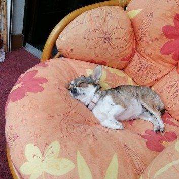 Das Bild zeigt den Hund eines unserer Kunden