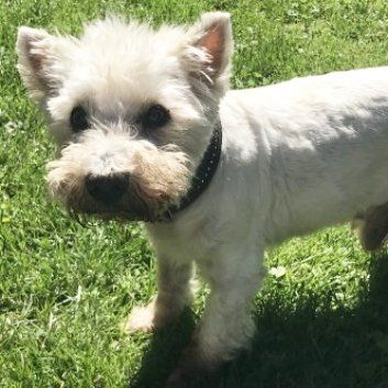 Das Bild zeigt den Hund eines unserer Kunden