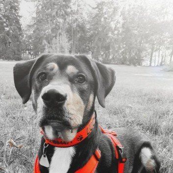 Das Bild zeigt den Hund eines unserer Kunden