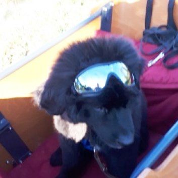 Das Bild zeigt den Hund eines unserer Kunden