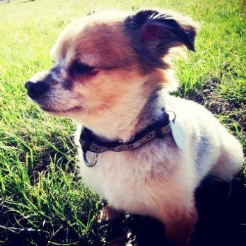 Das Bild zeigt den Hund eines unserer Kunden