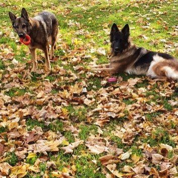 Das Bild zeigt den Hund eines unserer Kunden