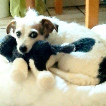 Das Bild zeigt den Hund eines unserer Kunden