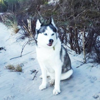 Das Bild zeigt den Hund eines unserer Kunden