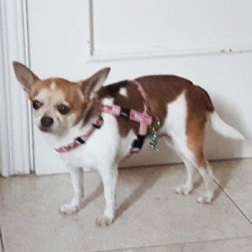 Das Bild zeigt den Hund eines unserer Kunden