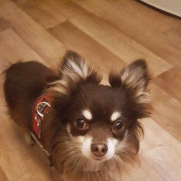 Das Bild zeigt den Hund eines unserer Kunden