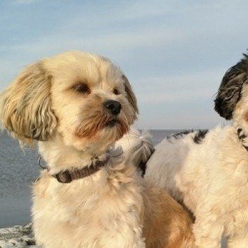 Das Bild zeigt den Hund eines unserer Kunden