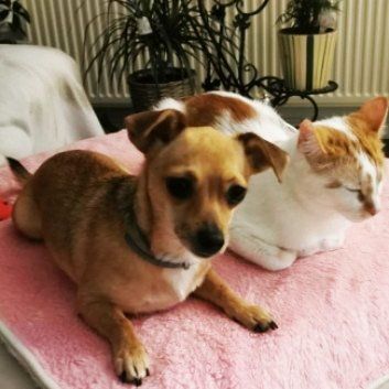 Das Bild zeigt den Hund eines unserer Kunden