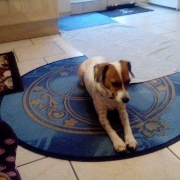 Das Bild zeigt den Hund eines unserer Kunden