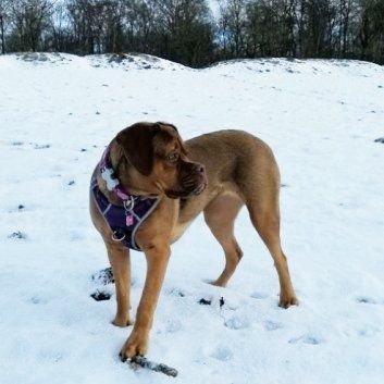 Das Bild zeigt den Hund eines unserer Kunden