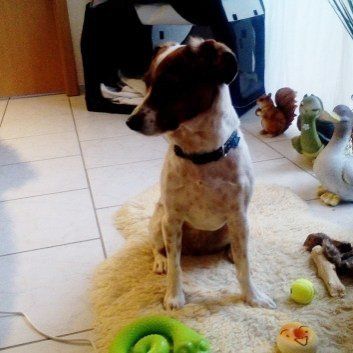 Das Bild zeigt den Hund eines unserer Kunden