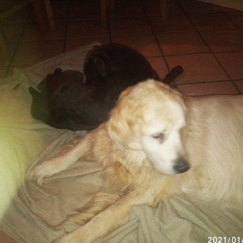 Das Bild zeigt den Hund eines unserer Kunden