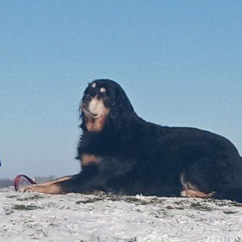 Das Bild zeigt den Hund eines unserer Kunden