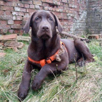 Das Bild zeigt den Hund eines unserer Kunden