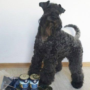 Das Bild zeigt den Hund eines unserer Kunden