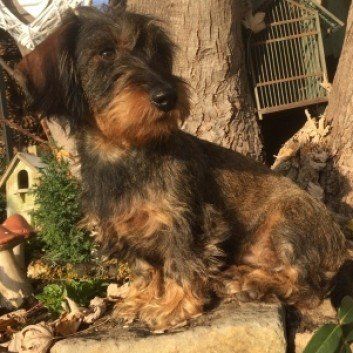 Das Bild zeigt den Hund eines unserer Kunden