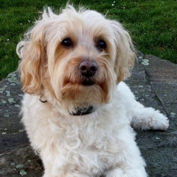 Das Bild zeigt den Hund eines unserer Kunden