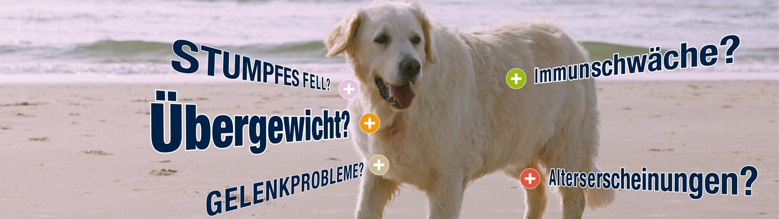 Das Bild zeigt die Nahrungsergänzung