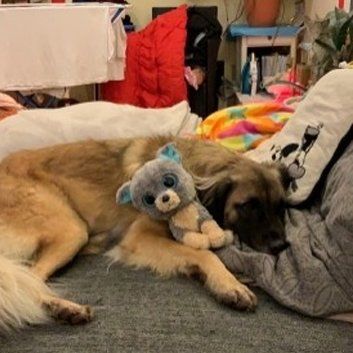 Das Bild zeigt den Hund eines unserer Kunden