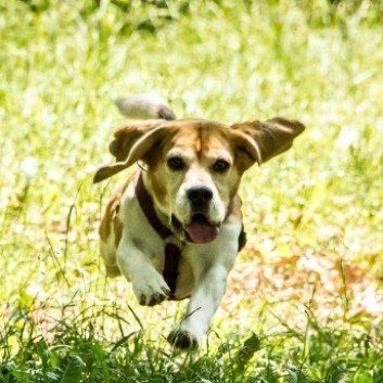 Das Bild zeigt den Hund eines unserer Kunden