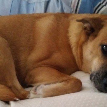 Das Bild zeigt den Hund eines unserer Kunden