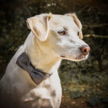 Das Bild zeigt den Hund eines unserer Kunden