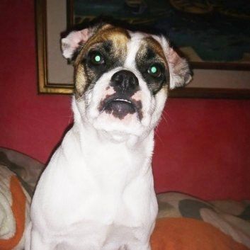 Das Bild zeigt den Hund eines unserer Kunden