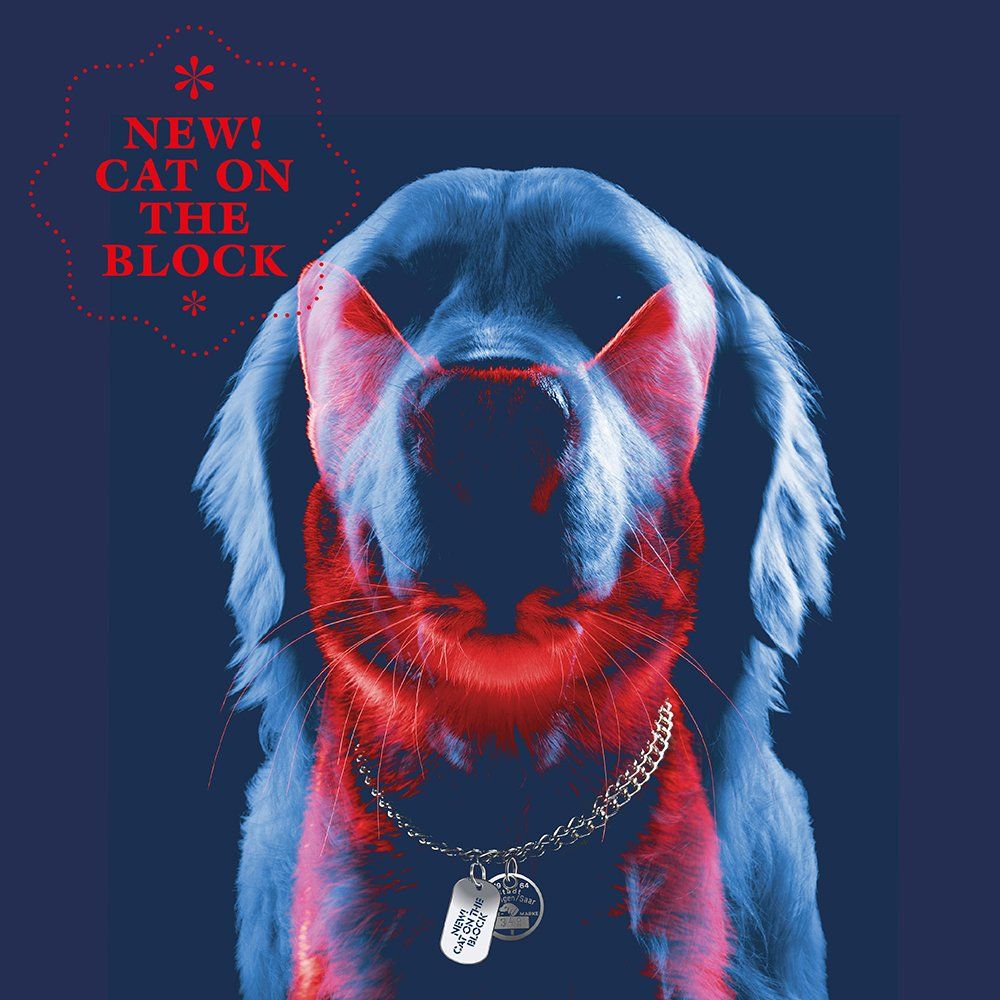 Das Bild zeigt einen Hund und eine Katze