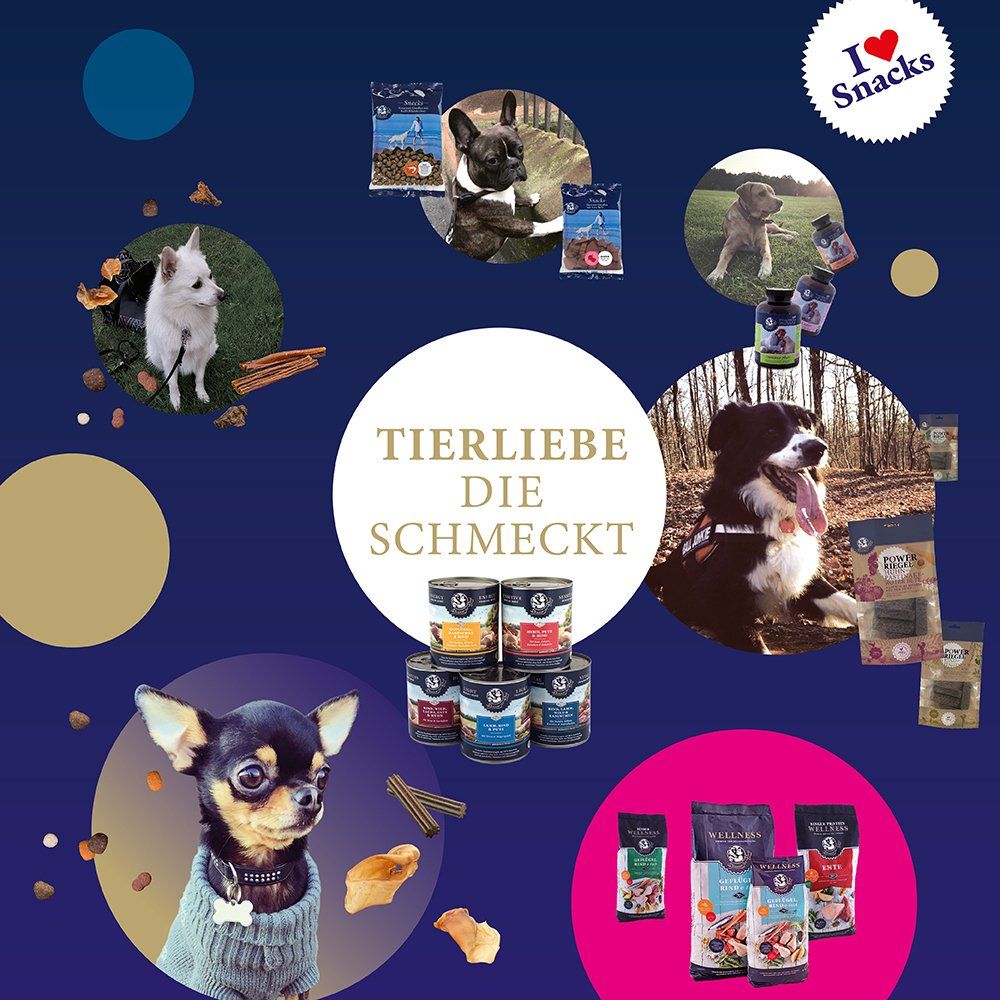 Das Bild zeigt verschiedene Hunde und den Text