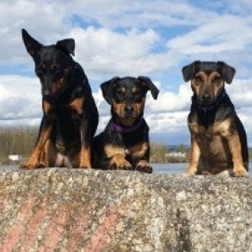 Das Bild zeigt den Hund eines unserer Kunden