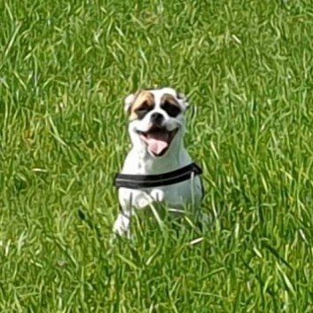 Das Bild zeigt den Hund eines unserer Kunden