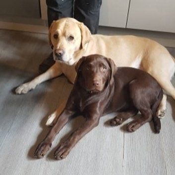 Das Bild zeigt den Hund eines unserer Kunden