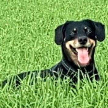 Das Bild zeigt den Hund eines unserer Kunden