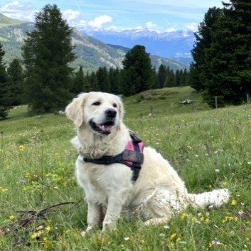 Das Bild zeigt den Hund eines unserer Kunden