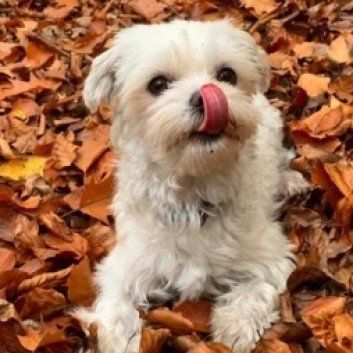 Das Bild zeigt den Hund eines unserer Kunden