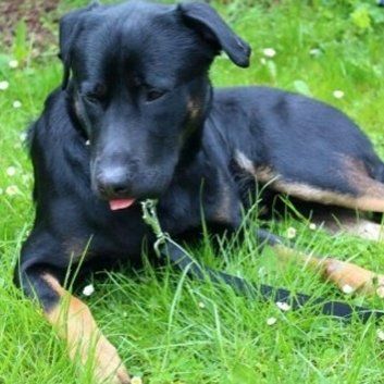 Das Bild zeigt den Hund eines unserer Kunden