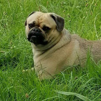 Das Bild zeigt den Hund eines unserer Kunden