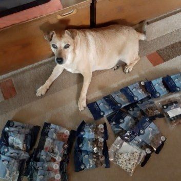 Das Bild zeigt den Hund eines unserer Kunden