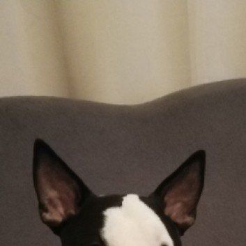 Das Bild zeigt den Hund eines unserer Kunden